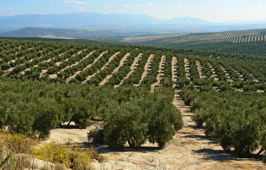 cultivo olivar