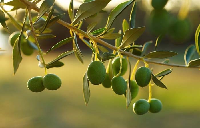 cultivo del olivar