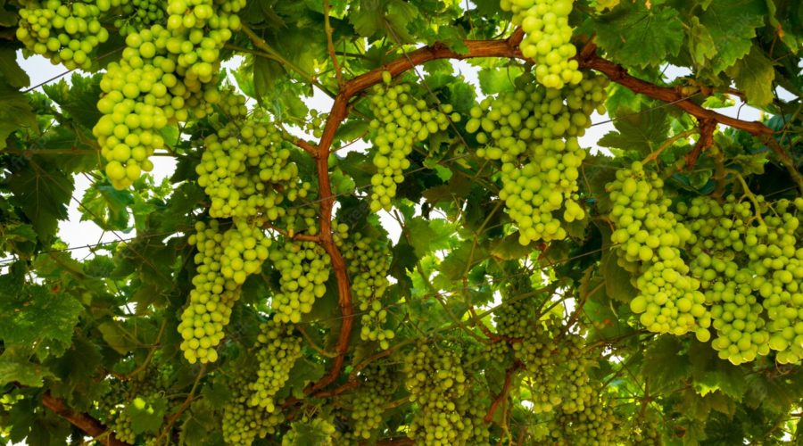 seguro de uvas de vino
