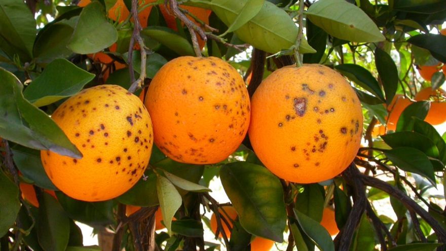 mancha negra en naranjas sudafricanas