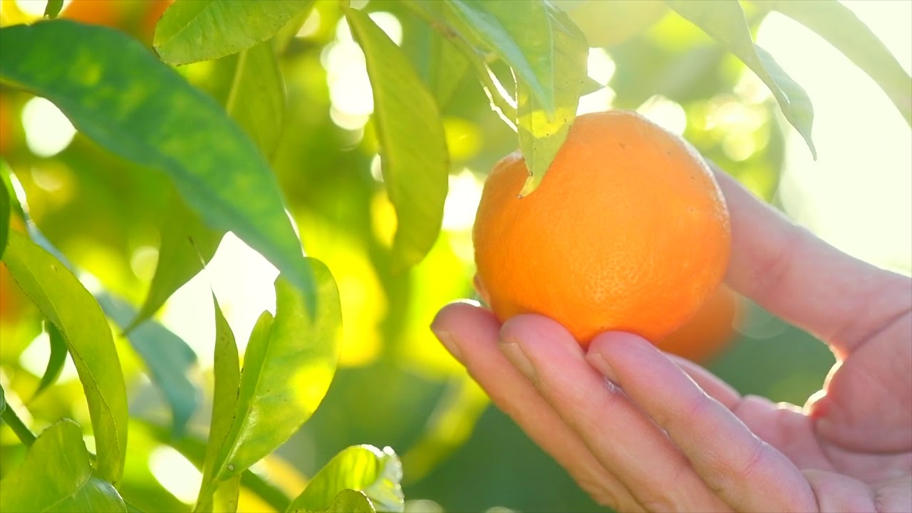 naranjas y clementinas valencianas