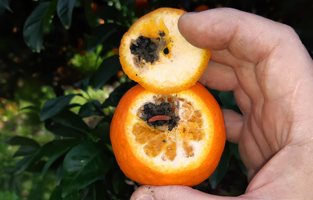 naranja_falsa_polilla
